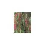 Faux poivrier, poivre rose 15 l 180 - 200 cm Faux poivrier, poivre rose 15 l 180 - 200 cm
