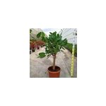 Ficus benghalensis 'audrey' 35 l 100 - 120 cm