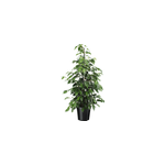Ficus benjamina danielle xl