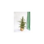 Ficus benjamina twilight h95cm