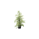 Ficus benjamina twilight xl