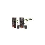 Ficus carica figuier - 2