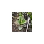 Ficus elastica ''caoutchouc 35 l 150 - 175 cm