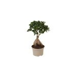 Ficus ginseng japanse bonsai