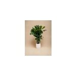 Ficus lyrata 160cm - plante d'intérieur Ficus lyrata 160cm - plante d'intérieur