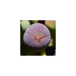 Figuier brown turkey, ficus carica - pot de 0. 5l