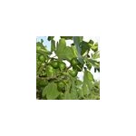 Figuier col de dame blanche, ficus carica - pot de 3l