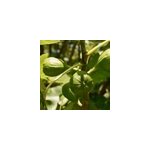 Figuier dalmatie, ficus carica - pot de 7. 5l