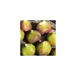 Figuier goutte d'or, ficus carica - pot de 7. 5l