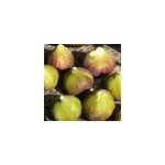 Figuier grise de saint jean, ficus carica - pot de 7. 5l