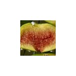 Figuier lattay, ficus carica - pot de 7. 5l