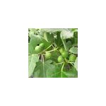 Figuier madeleine des 2 saisons, ficus carica - pot de 7. 5l