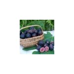 Figuier nain figality ; , ficus carica - pot de 3l