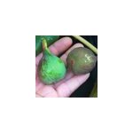 Figuier noir de bellone, ficus carica - pot de 7. 5l