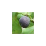 Figuier noir de caromb, ficus carica - pot de 7. 5l