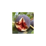 Figuier pastill�re (rouge de bordeaux), ficus carica - pot de 7. 5l