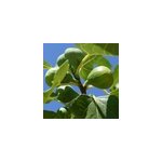 Figuier violette d'argenteuil, ficus carica - pot de 7. 5l