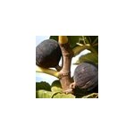 Figuier violette normande, ficus carica - pot de 7. 5l
