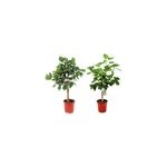 Figuier xl ficus carica sur tige - 2