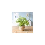 Foug�re adiantum avec cache - pot osier