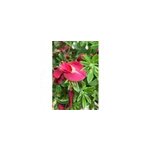 Gen�t � balais 'boskoop ruby' taille du pot - en pot de 2 litres