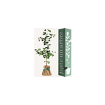 Ginkgo biloba - arbre porte bonheur