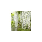 Glycine japonaise - wisteria floribunda 'shiro - noda' - 50 - 60 cm pot