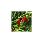 Goji berry - 6