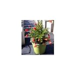 Grenadier nain  fruits 2 l 30 - 50 cm