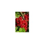 Groseillier 'jonkheer van tets' taille du pot - en pot de 1, 5 litres