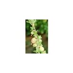 Groseillier � maquereaux hinnonmaki rouge taille du pot - en pot de 1, 5 litres