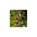 Guirlande lumineuse pres nol