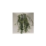 Hoya bella fleur de porcelaine 1 l 30 - 40 cm Hoya bella fleur de porcelaine 1 l 30 - 40 cm