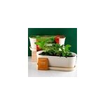 Jardinire bambou - fraisier