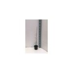 Jujubier, datte chinoise 9 l - 140 - 160 cm