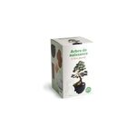Kit arbre de naissance - c�dre