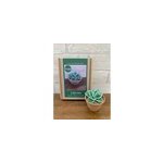 Kit de bricolage perl - succulente