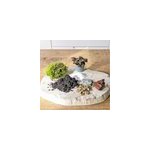 Kit recharge pour terrarium 1 plante fittonia rouge