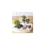 Kit recharge pour terrarium 2 plantes fittonia rouge + ficus Kit recharge pour terrarium 2 plantes fittonia rouge + ficus