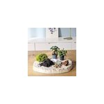 Kit recharge pour terrarium 2 plantes fittonia vert + ficus Kit recharge pour terrarium 2 plantes fittonia vert + ficus