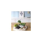 Kit recharge pour terrarium 3 plantes fittonia vert + caf�ier + foug�re