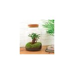 Kit terrarium diy - mila