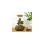 Kit terrarium diy - mila