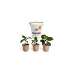 Kit trio de caf  faire pousser