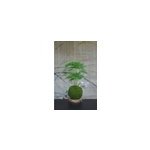 Kokedama magnet helmotz