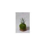 Kokedama magnet lushan
