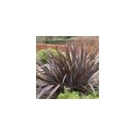 Lin de nouvelle - z�lande - phormium tenax 'purpureum' - 60 - 80 cm pot