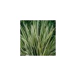 Lin de nouvelle - z�lande - phormium tenax 'variegatum' - 60 - 80 cm pot