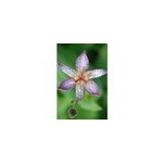 Lis crapaud 'pink freckles' taille du pot - en pot de 3 litres