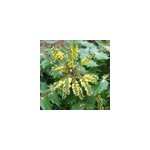 Mahonia du japon - mahonia japonica 'hivernant' - 50 - 60 cm pot